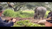 في مشهد مؤثر .. إنقاذ فيل صغير في تايلاند سقط داخل حفرة ضخمة رفضت أمه أن تتركه