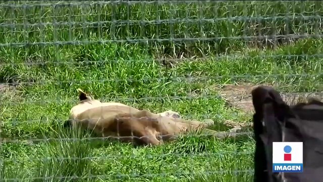 Animales rescatados en Black Jaguar-White Tiger presentan signos de desnutrición