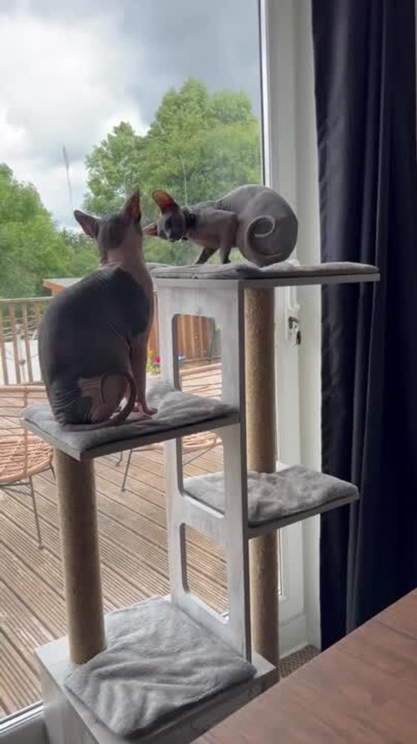 ⁣Cats Jab at Each Other on Cat Tower