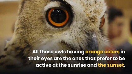 Owl eye color || Owl eyes colors || The Eye Colors of Owls