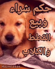 حكم شراء وبيع القطط والكلاب