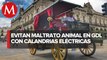 Calandrias eléctricas el trasporte preferido por turistas en Guadalajara