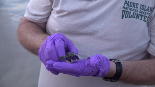 Rising temperatures threaten endangered sea turtles