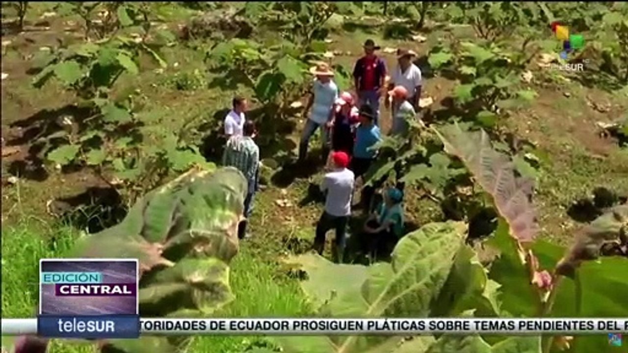 Colombia: Jefe de la Misión de la ONU solicitó garantías políticas para firmantes de paz