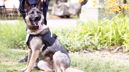 This clever police dog helped to uncover one of the biggest drug crimes in history