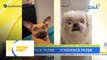 Hirit Good Vibes: Shocked Face Filter ng pets! | Unang Hirit