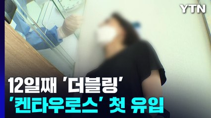 신규 확진자 12일째 더블링...'켄타우로스'도 국내 상륙 / YTN