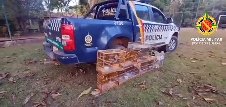 PMDF apreende ave ameaçada de extinção, em Samambaia