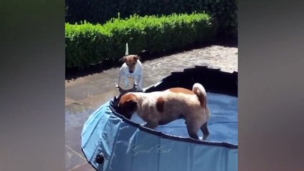 Funniest Animals videos । fun । funny videos  । comedy videos 2022