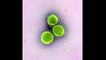 New Mutant Covid Variant From India BA 2 75 Detected In California & 6