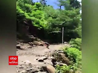 Uttarakhand: અચાનક ધરાશાયી થયું વૃક્ષ, વૃદ્ધાએ અડધે રસ્તે મૂકી દોટ માંડ માંડ બચ્યો જીવ