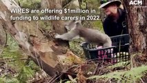 WIRES offers $1million in funding for wildlife carers as part of 2022 National Grants Program | July 15, 2022 | ACM
