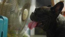 Heat safety and your pets