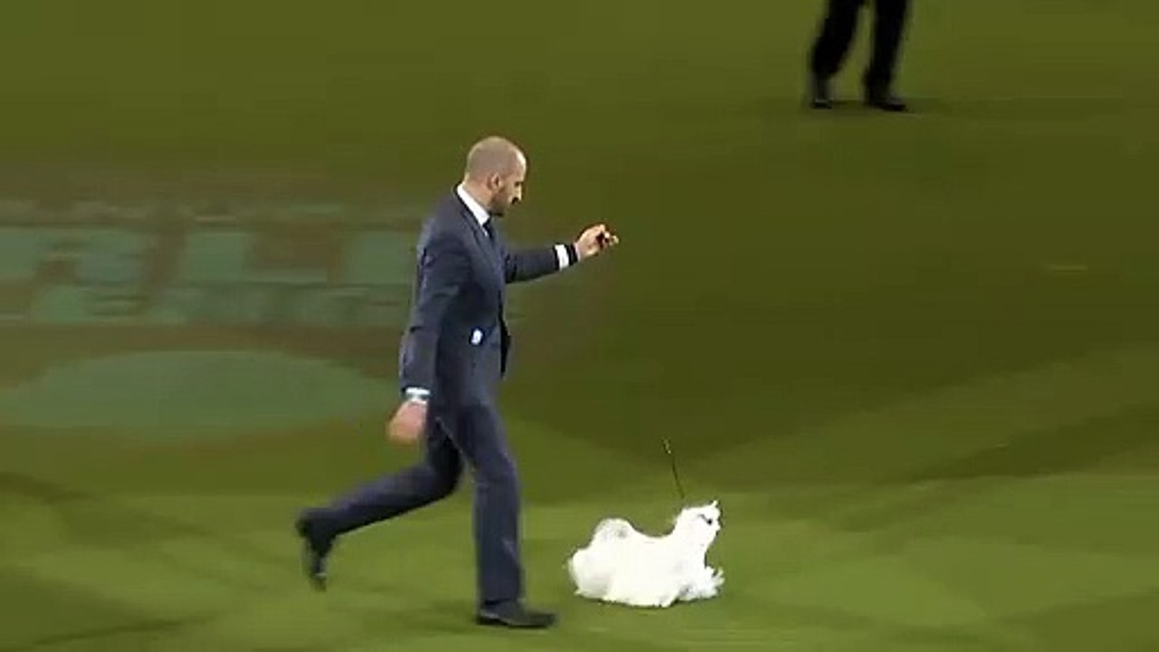 So Cute dog  Ass Animals#4
