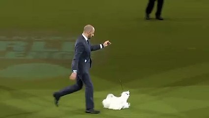 So Cute dog  Ass Animals#4