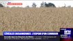 Guerre en Ukraine:  des millions de tonnes de céréales bloquées dans les ports ukrainiens