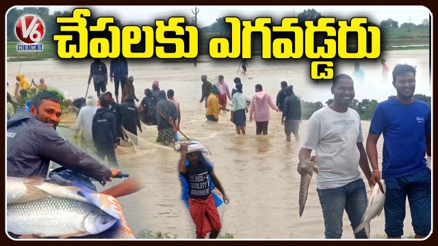 Nizamabad Public Enjoy Catching Fishes In Flood Water _ Telangana Rains _ V6 News