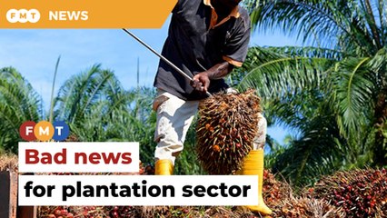 Temporary freeze on Indonesian workers bad news for plantation sector