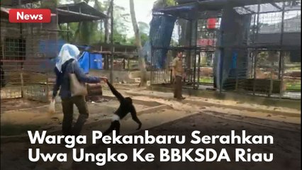 BKSDA Riau Terima Penyerahan Seekor Uwa Ungko Berusia 7 Tahun Yang Dirawat Warga #satwadilindungi