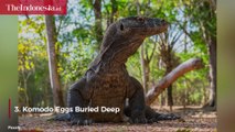 6 Unique Facts About Komodo Dragons