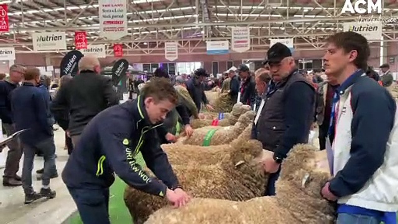 AUSTRALIAN SHEEP AND WOOL SHOW DAY 1 JUDGING | JULY 15, 2022 | BENDIGO ADVERTISER