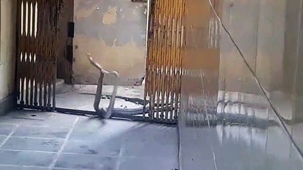 धर्मशाला में घुसे  8 फीट लम्बे दो सांप, मचा हड़कम्प