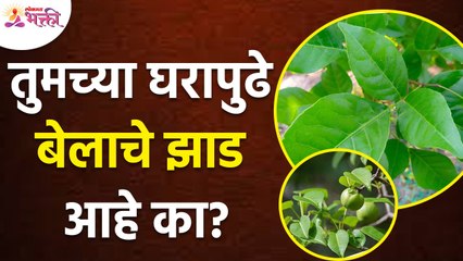 बेलाच्या झाडाचे कोणते फायदे आहेत? Benefits of Bael Tree | Bael Plant Advantages | Importants of Bael