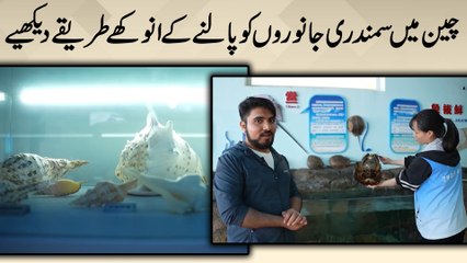 Cheen mein samundri janwaro ko palnay k anokhay tareeqay dekhiye