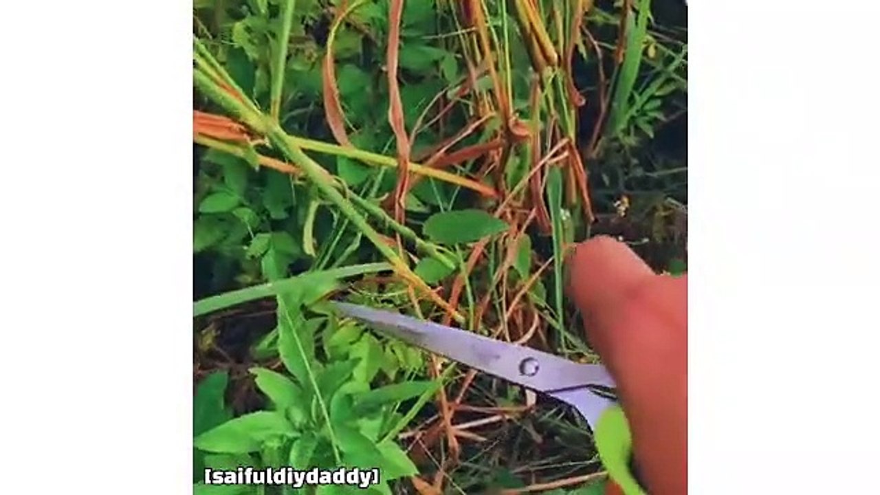 BUAT SENDIRI LAH_ Cara Mudah Awet Bunga Lalang Jadi Jambangan Hiasan Tahan Lama