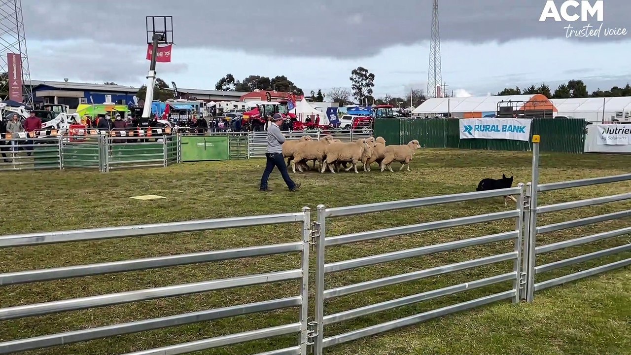 AUSTRALIAN SHEEP AND WOOL SHOW YARD DOG TRIAL | JULY 15, 2022 | BENDIGO ADVERTISER