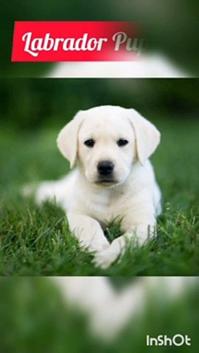Labrador Puppy I Labrador Dog I Labrador I Labrant Family #shorts #animals #labrador #dog