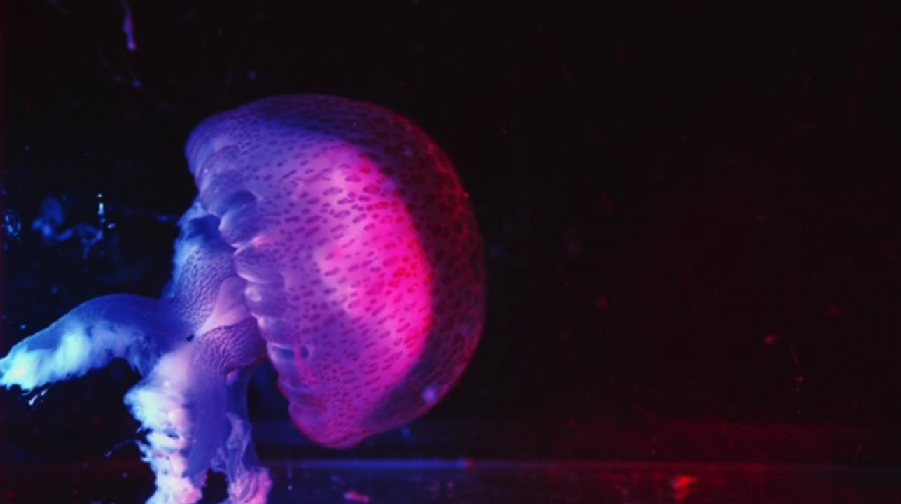 Mittelmeer-Urlauber sollten sich jetzt vor Feuerquallen in Acht nehmen