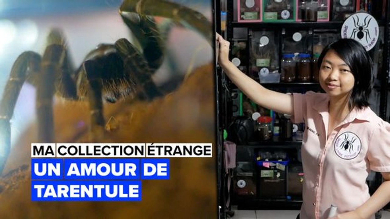 Vous souffrez d'arachnophobie ? Alors cette vidéo n'est pas pour vous !