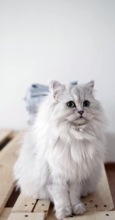 Cat is cute 2