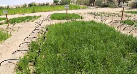 نبات ”الساليكورنيا“ مقوّم زراعي مهم لزراعة المستقبل في الإمارات!