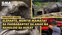 Elepante, muntik mamatay sa pagbabantay sa anak na nahulog sa hukay | GMA News Feed