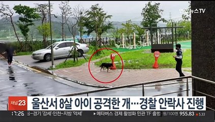울산서 8살 아이 공격한 개…경찰 안락사 진행