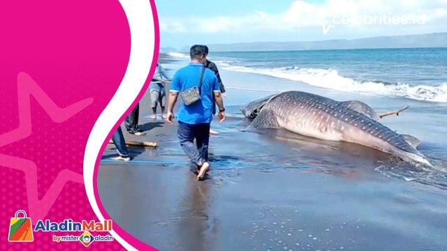 Terseret Ombak Besar Hiu Tutul Terdampar