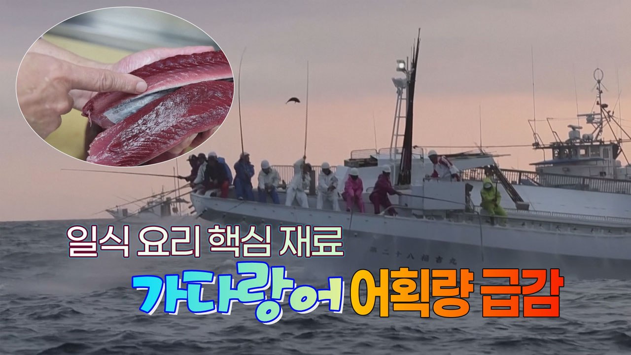 [세상만사] 지구 온난화로 위기에 놓인 일본의 가다랑어(가츠오) 산업 / YTN