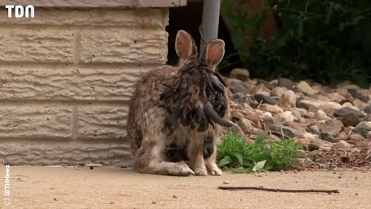Ce lapin mutant a un visage effrayant !