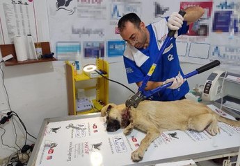 YAVRUYKEN BAĞLANAN TELİN BOYNUNU KESTİĞİ SOKAK KÖPEĞİ, TEDAVİYE ALINDI