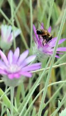 Big Bee collecting honey