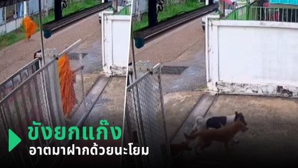 ฝากด้วยนะโยม ! หลวงพี่หวังดีเข็นรั้วขังตูบยกแก๊ง แต่เดี๋ยวนะ.. ไม่ใช่ตูบบ้านนี้