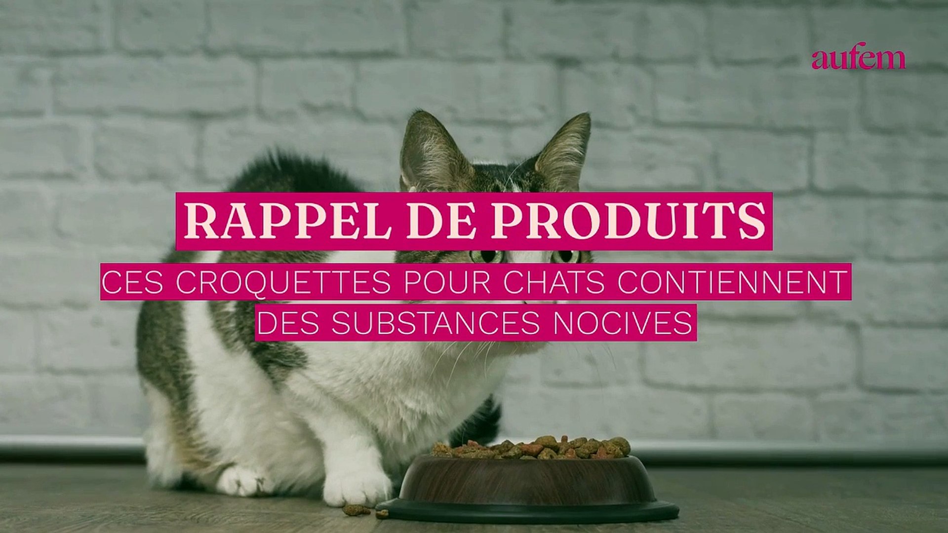 Rappel De Produit Attention Ces Croquettes Pour Chat Contiennent Des Substances Nocives Video Dailymotion