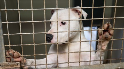 Les refuges de la SPA saturés : « J'ai une dizaine de demandes d’abandons par jour »