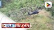 AFP, nagpadala ng s70i Black Hawk helicopters sa San Jorge, Samar, para kunin ang 3 bangkay ng hinihinalang miyembro ng CTG