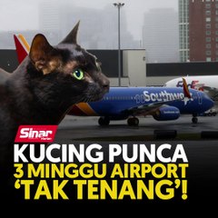 Kucing punca 3 minggu airport 'tak tenang'!