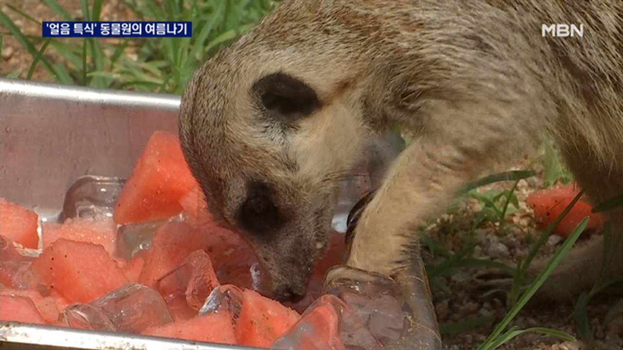 무더위 이겨낼 동물원의 '얼음 특식'에 냉수 마찰