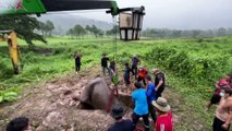 Thaïlande : le sauvetage incroyable d'un éléphanteau tombé dans une bouche d'égout