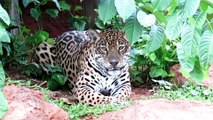 Critically Endangered Amur Leopard, also known as Far East or Manchurian or Korean leopard.